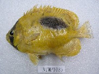 藏品(鏡斑蝴蝶魚)的圖片